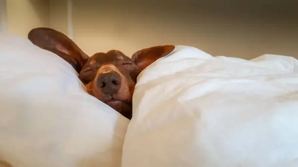 dachshund-snuggled-up-and-asleep-under-duvet-cover-in-human-bed-2