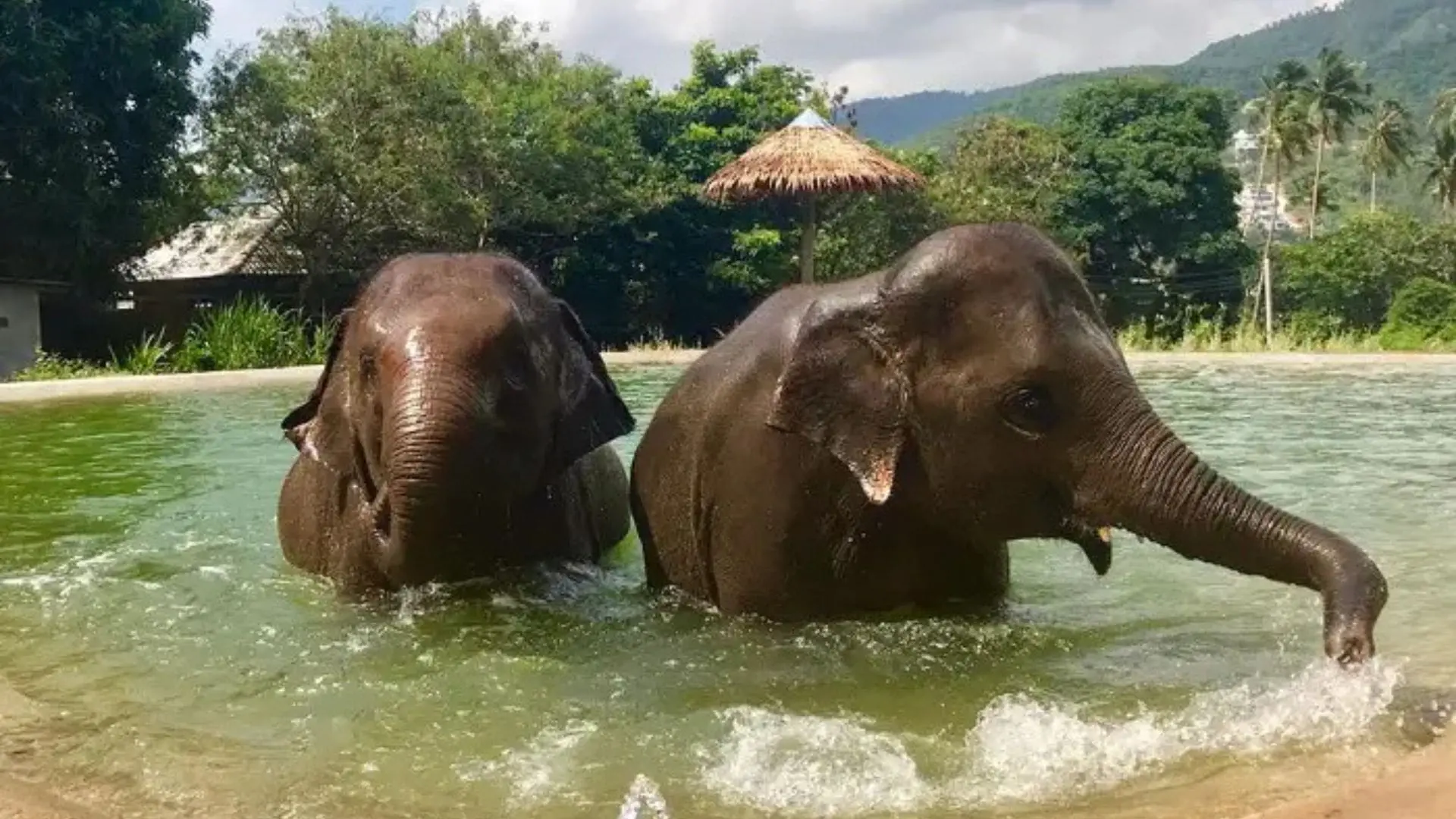 Samui Elephant Sanctuary