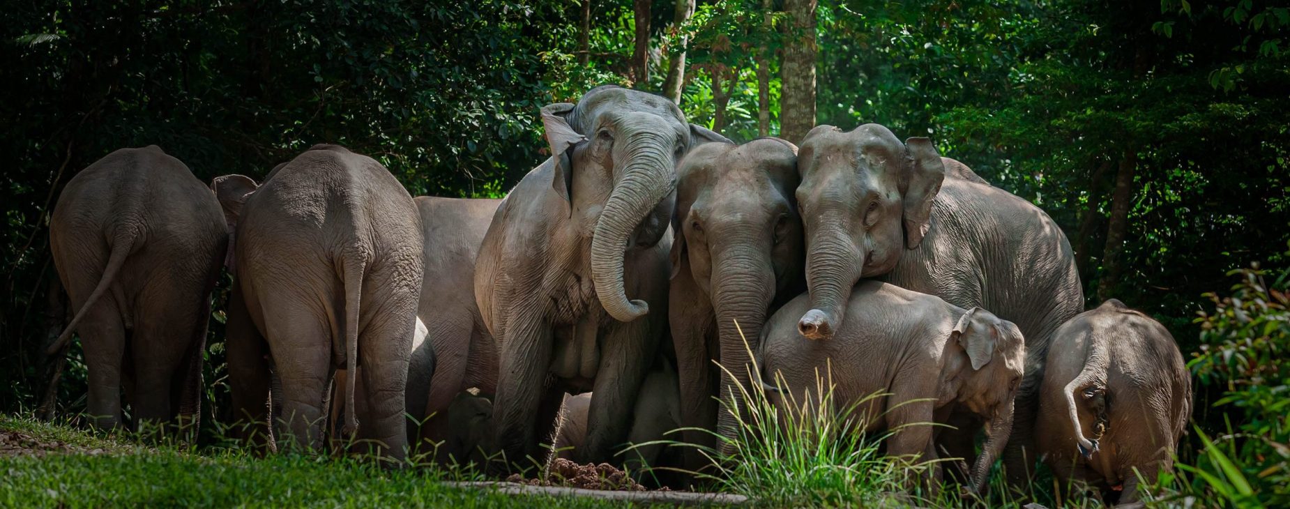 Marasca Khao Yai National Park