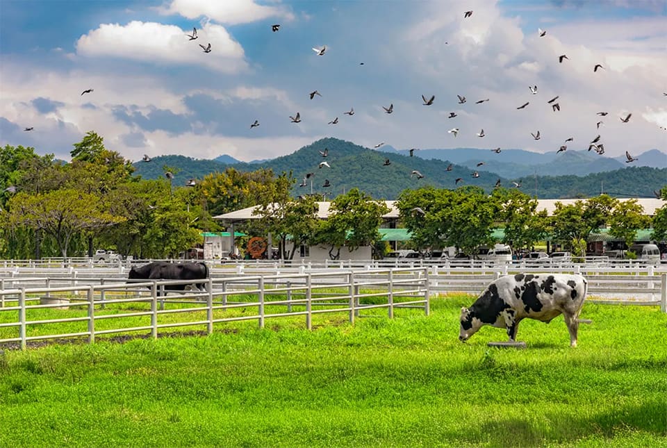 Farm Chokchai