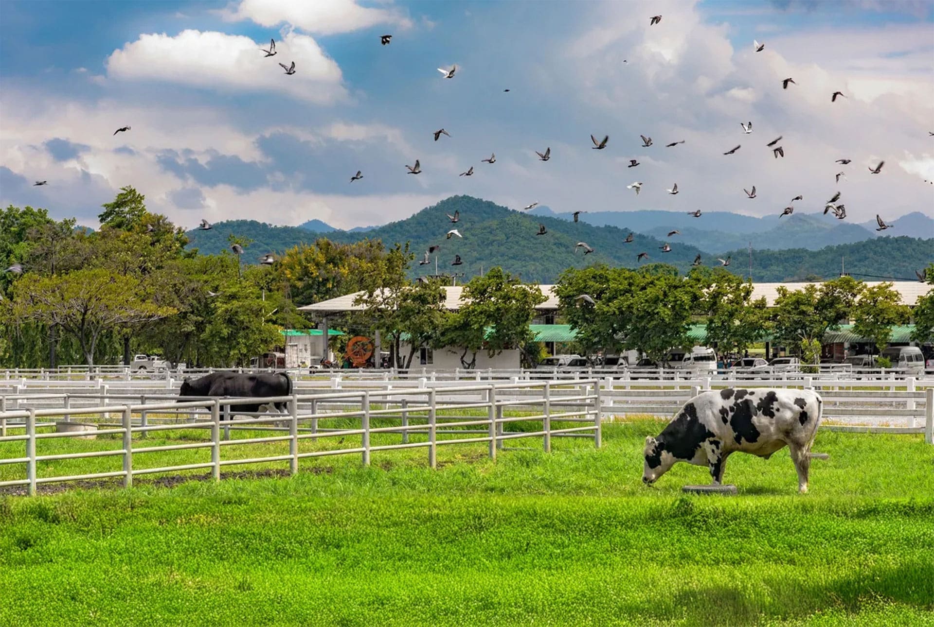 Farm Chokchai