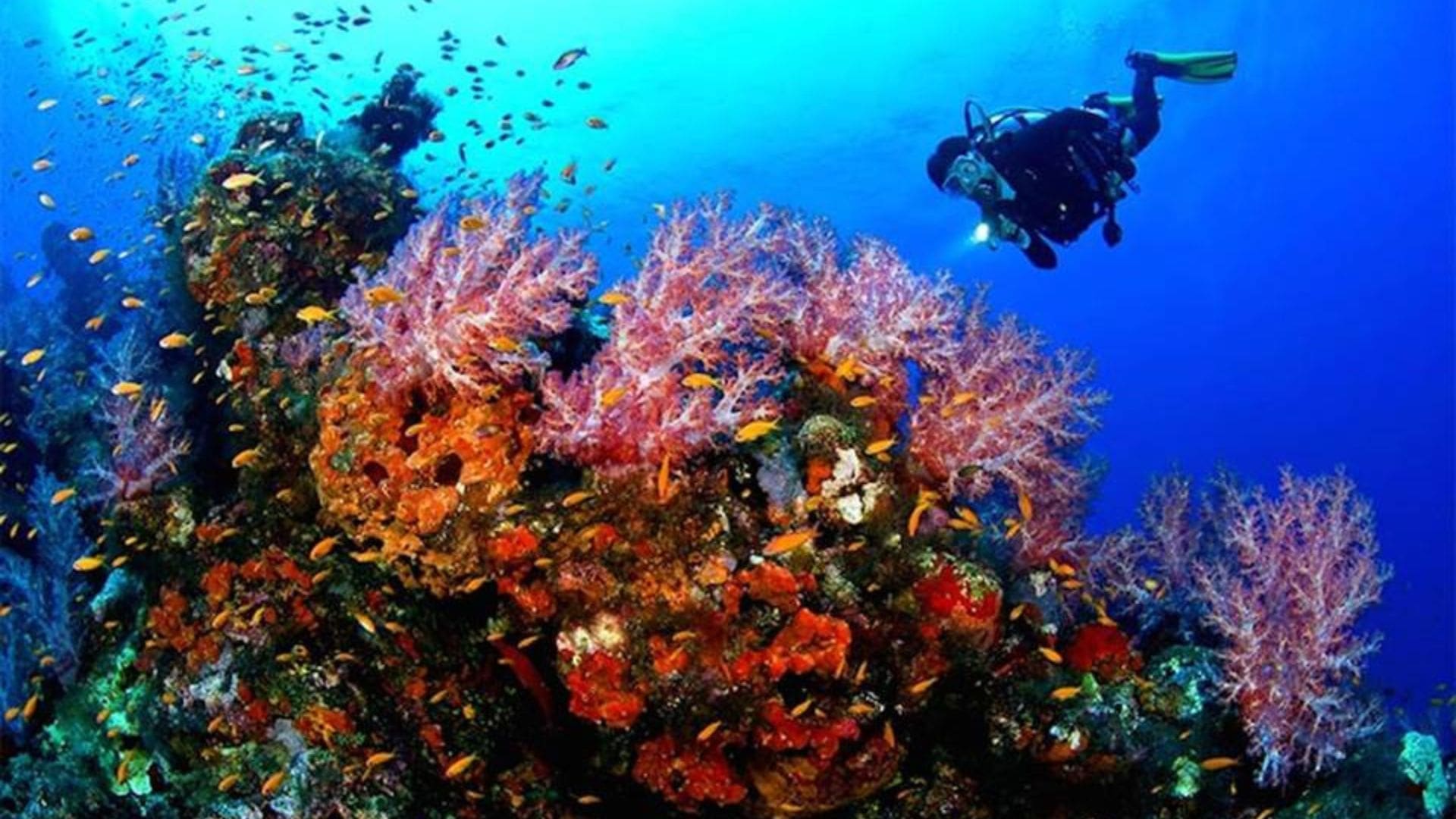 Member Diving